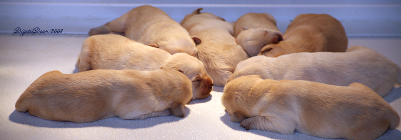 yellow puppies - 1wk 1dy old