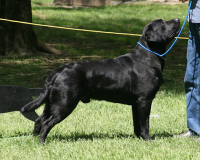 Emmett