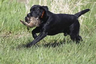 Porter