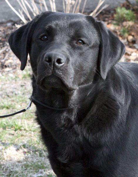 Merlin