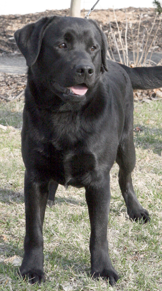 Merlin