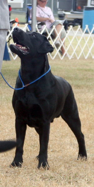 Emmett