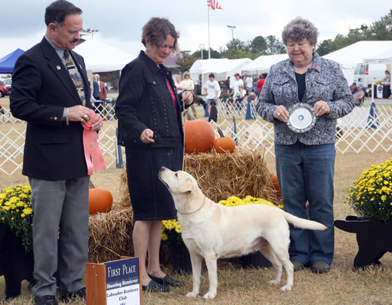 Itty winning Hunting Retriever