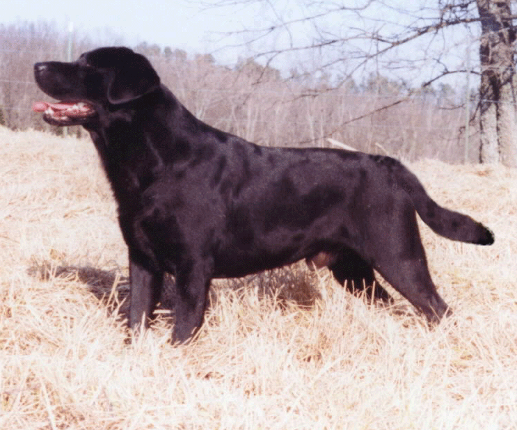 Brisco