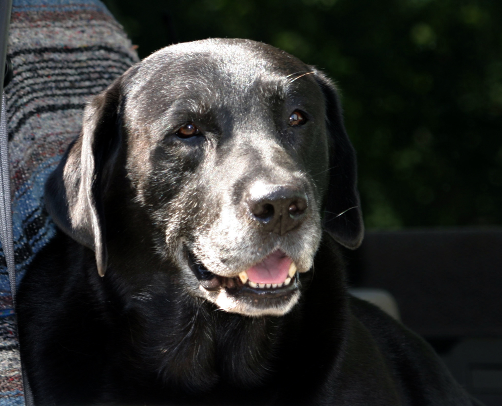 Brisco