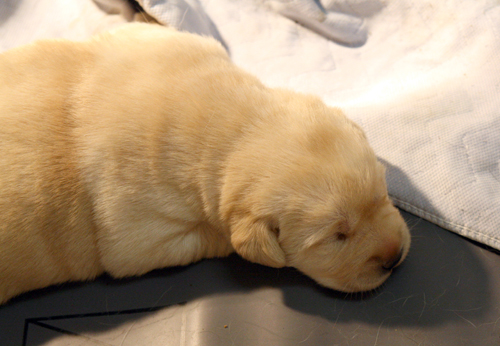 pup