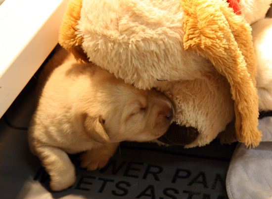 pup