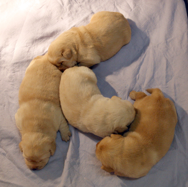 Puppies