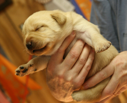 pup