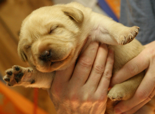 pup