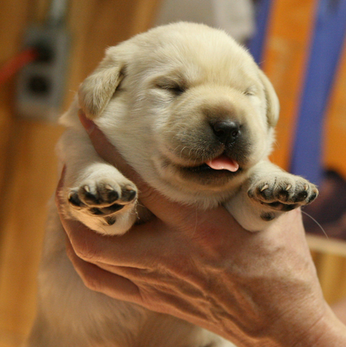 pup