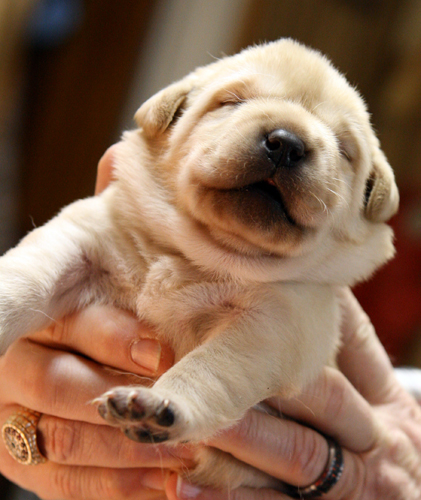 pup