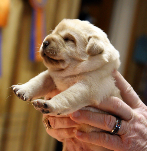 pup