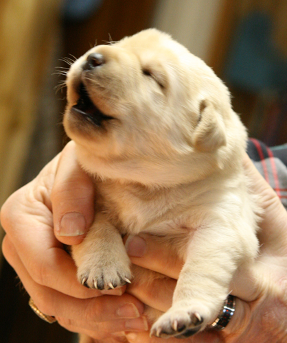 pup
