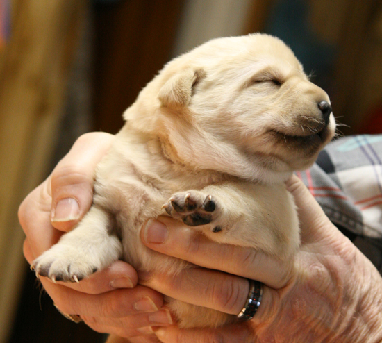 pup