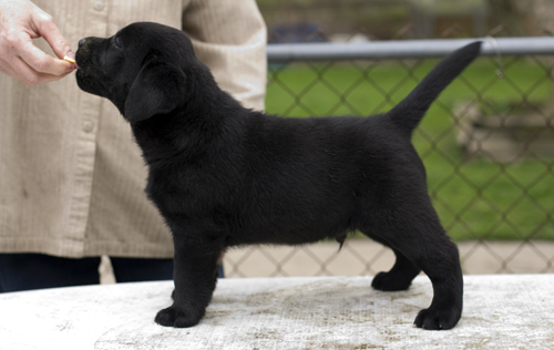 Black Boy